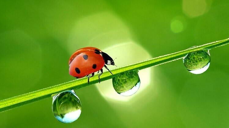 Fertinagro -adherido-IBMA-biocontrol